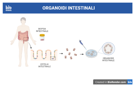 produzione organoidi intestinali